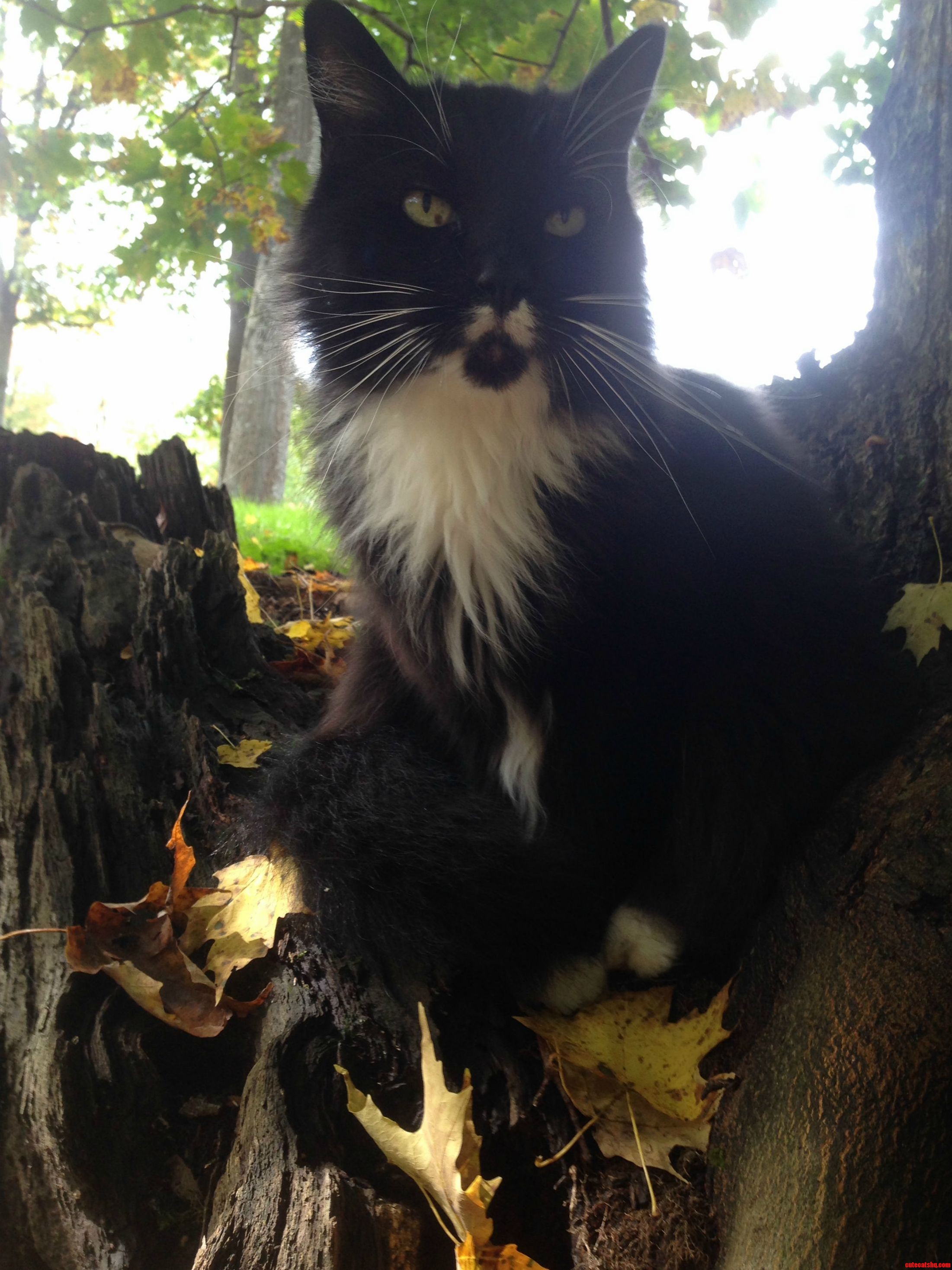 My Cat Bishi