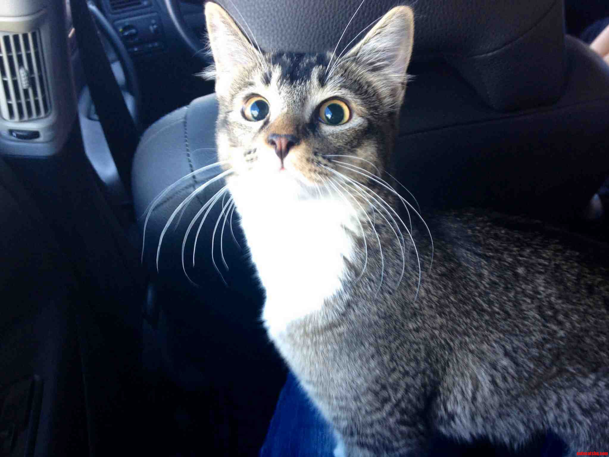 My Cat Bmo Just Had Her First Surgery and Is Very Proud of Herself