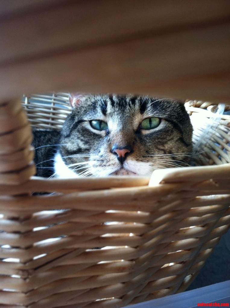 My Cat Catches Me Staring at Him. Hes a Manx Named Tails.