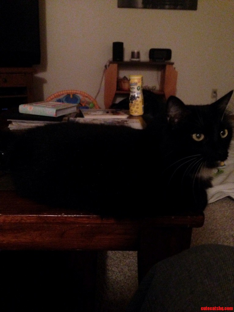 My Cat Chappelle