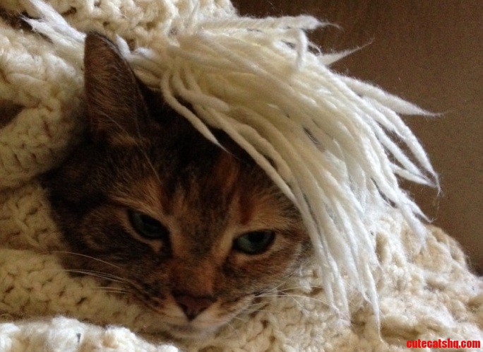 My Cat Coming Out of Her Nest After a Nap