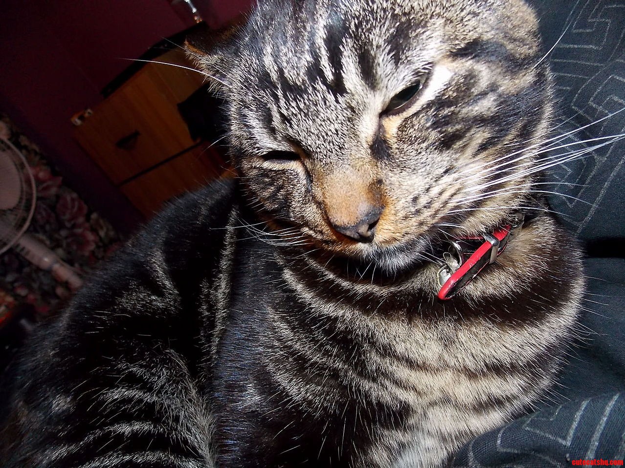 My Cat Cthulhu Reminds Me of a Meme but I Cant Think of Which One