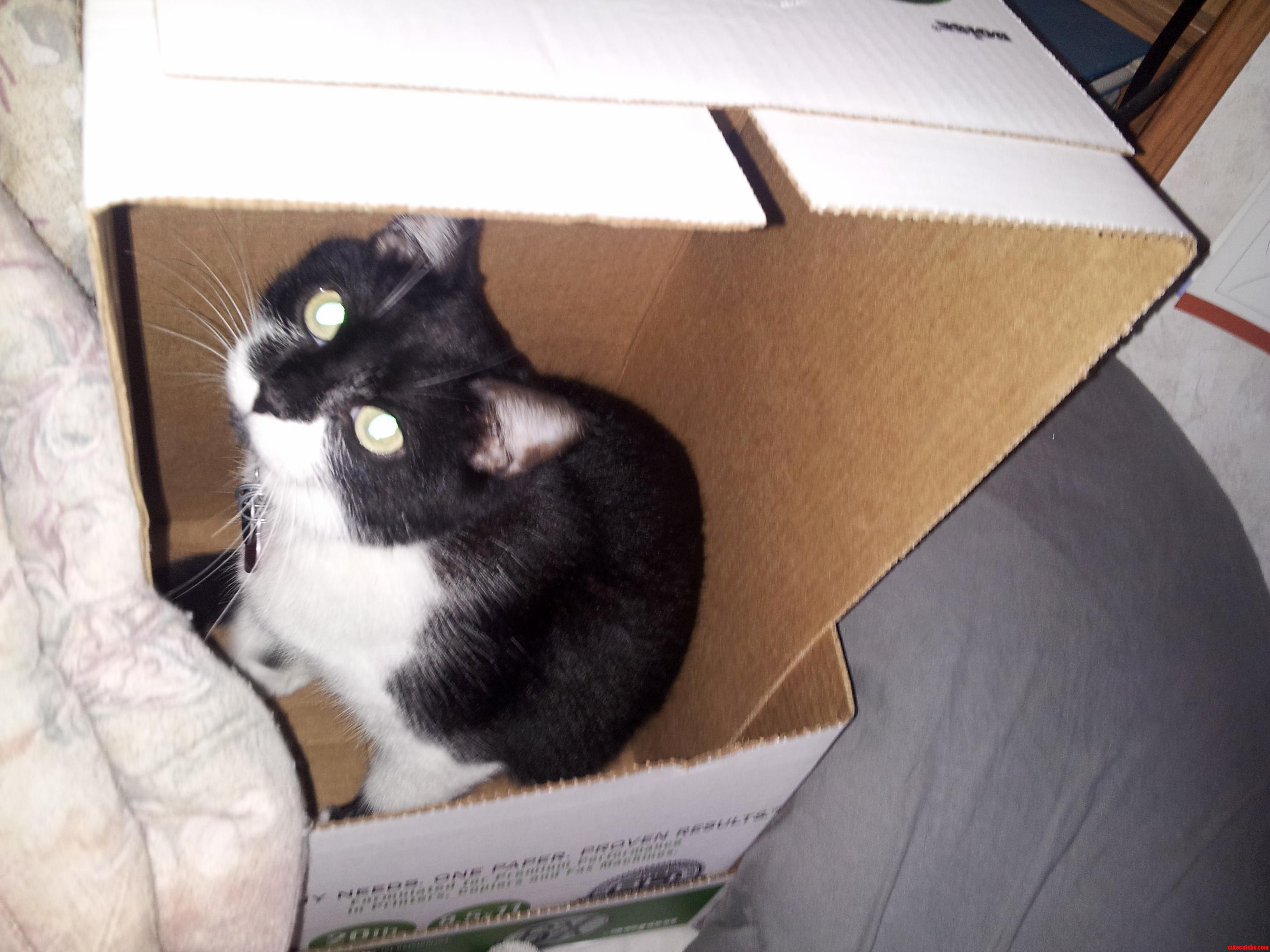 My Cat Decided the Box Was Hers. I Cant Say No to Those Eyes
