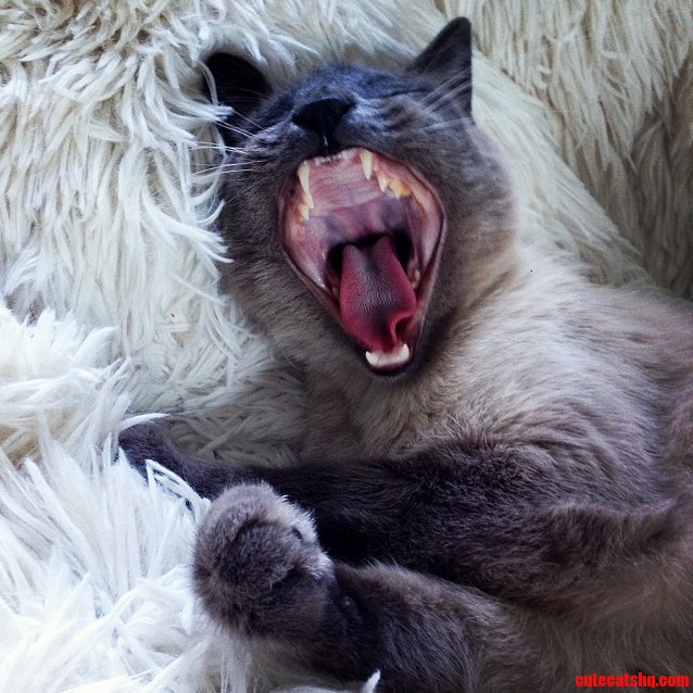 My Cat Demonstrating How I Feel About Mondays...