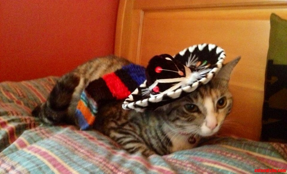 My Cat Did Not Like Her Costume