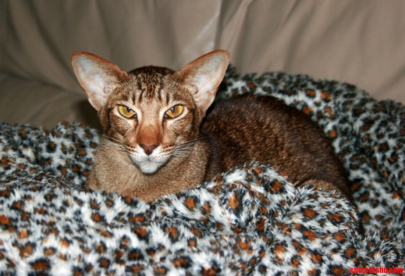 My Cat Disapproves of Cameras.