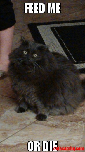 My Cat Doesnt Mess Around