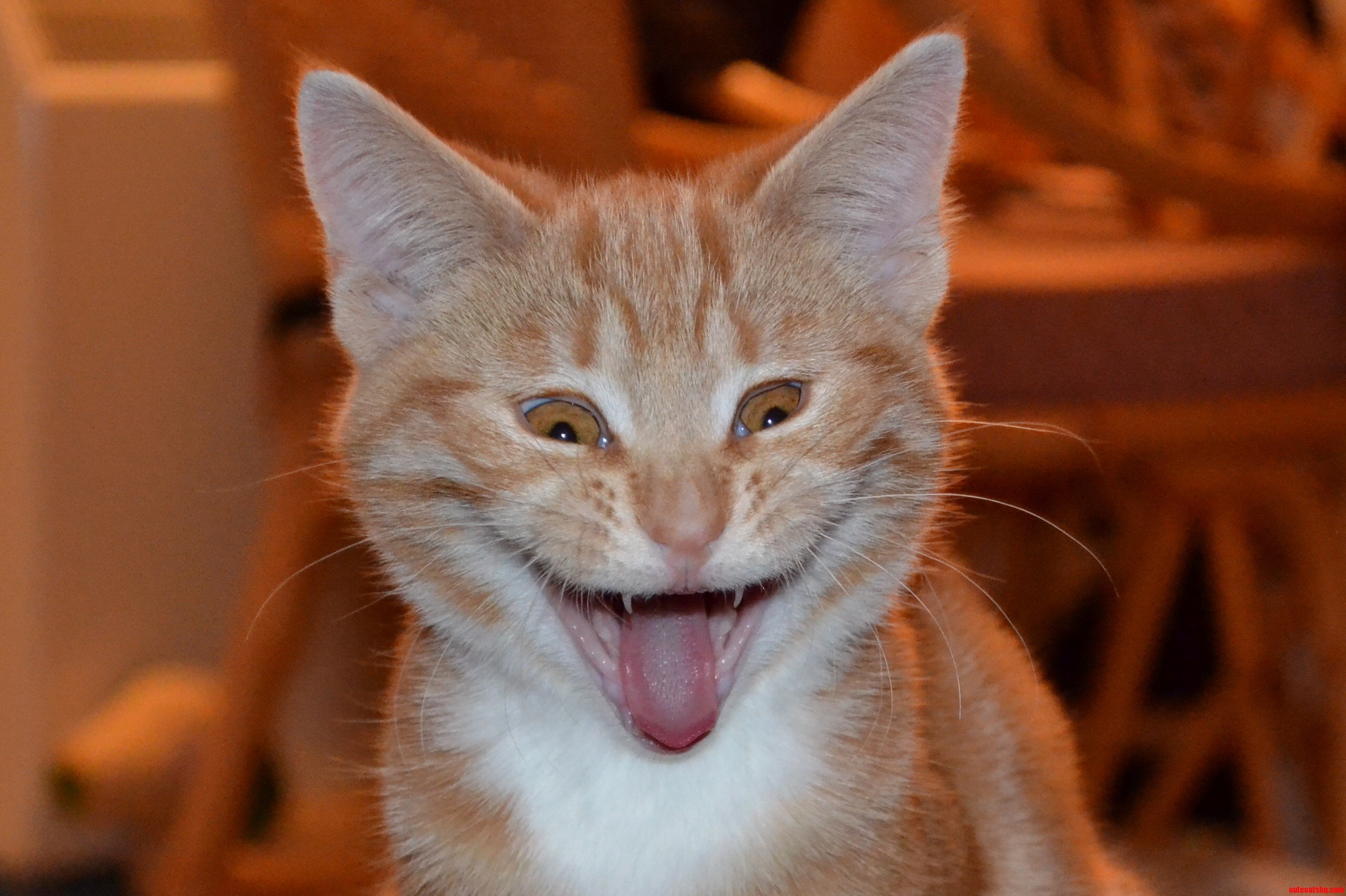 My Cat Doing Her Best Wasssaaap Face.