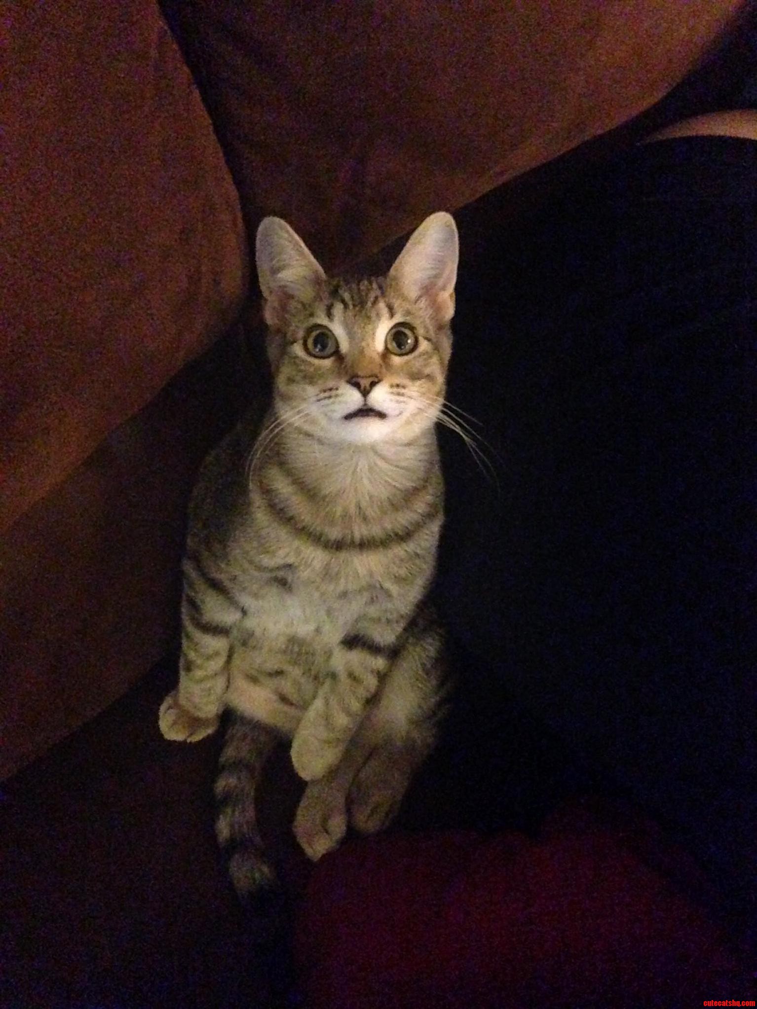 My Cat Duck Is a Little Strange at Times