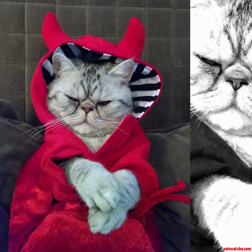 My Cat from Hell