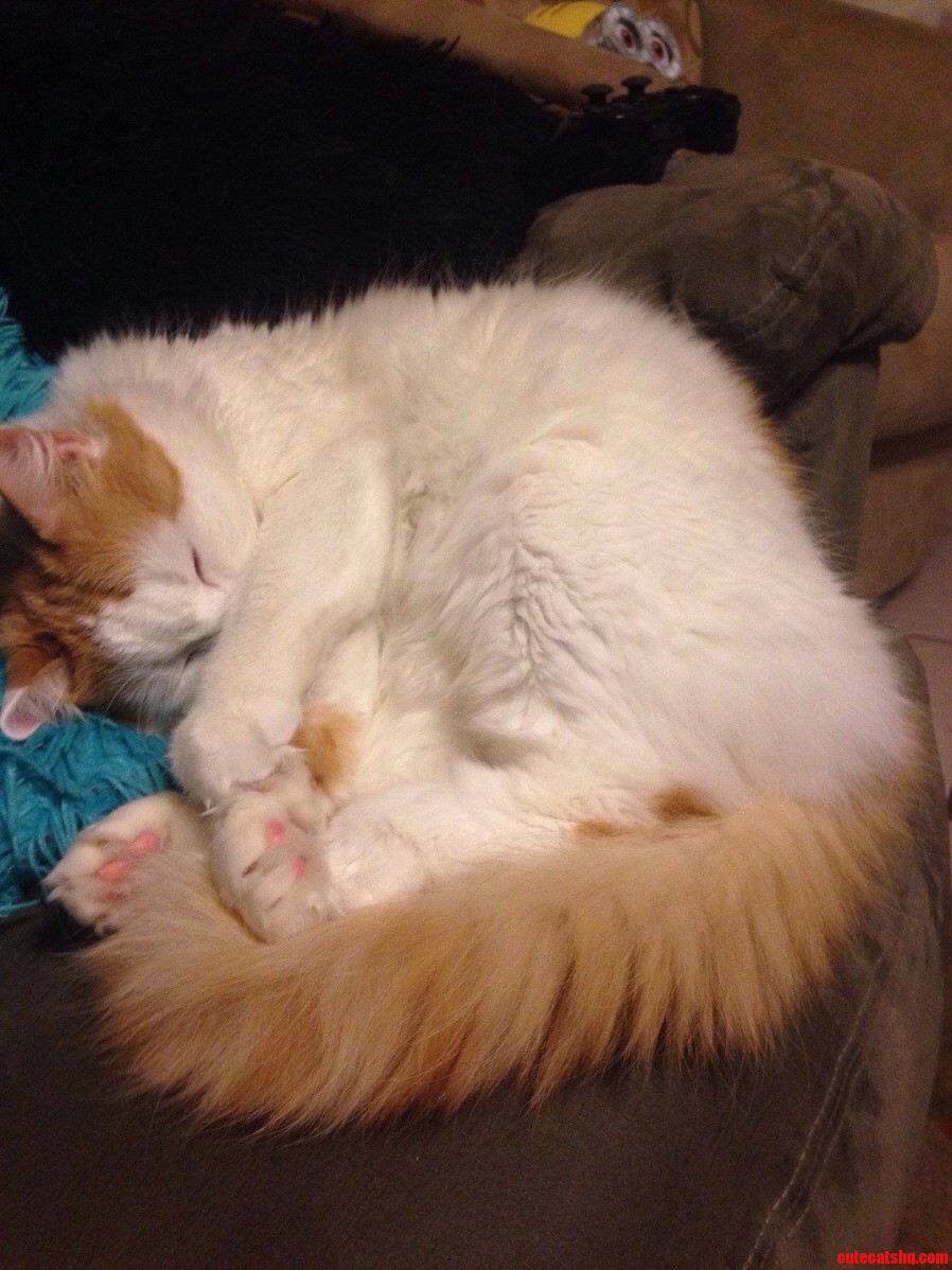 My Cat Gaga As She Sleeps.