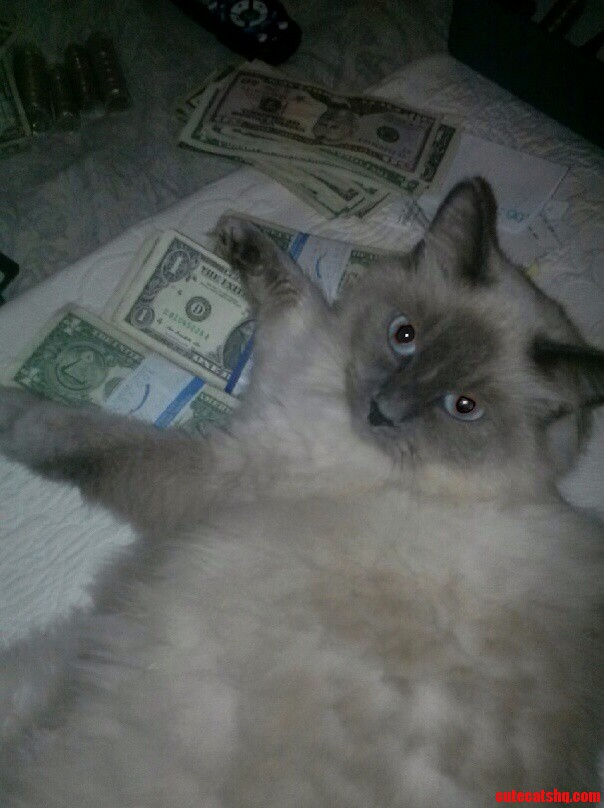 My Cat Gets Money.