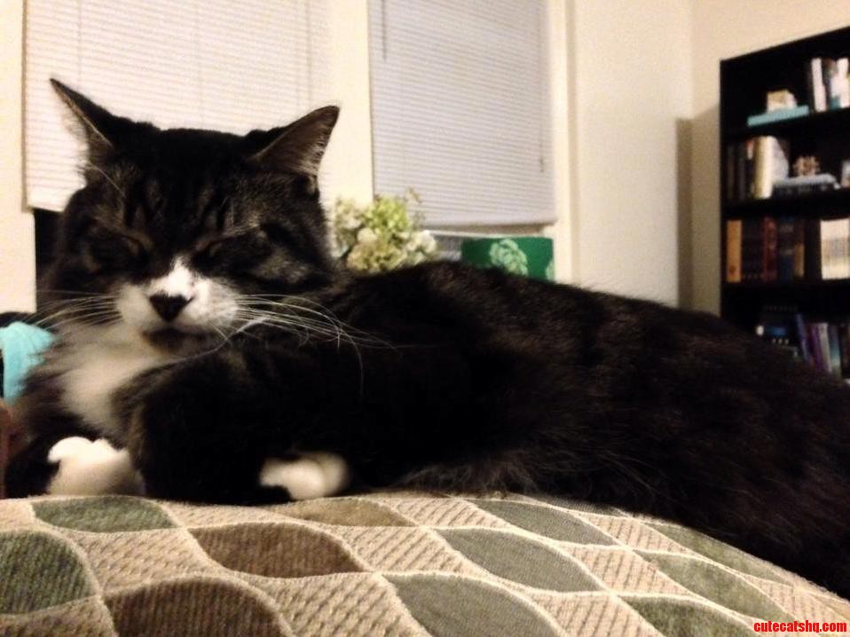 My Cat Gets Squinty Eyes When He Sleeps