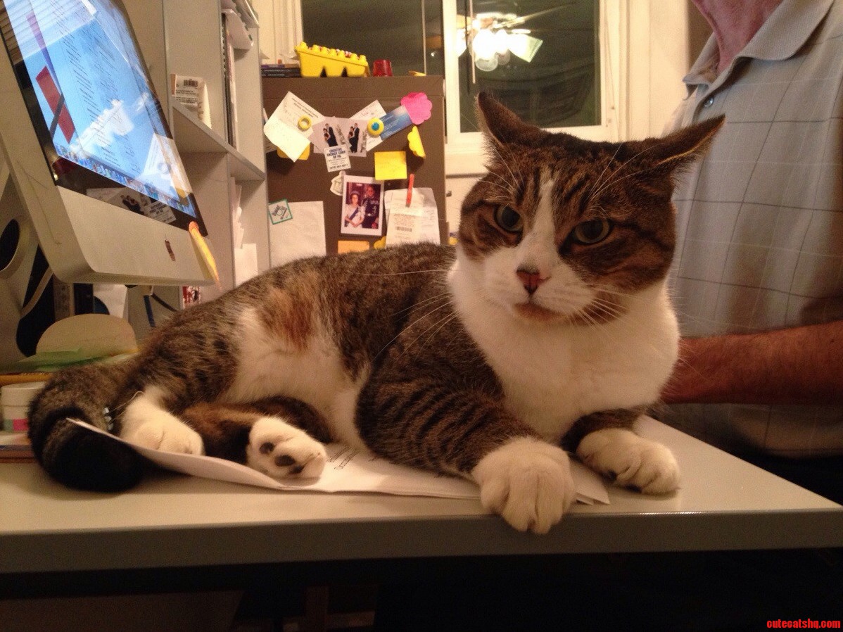 My Cat Hard at Work Laying Down