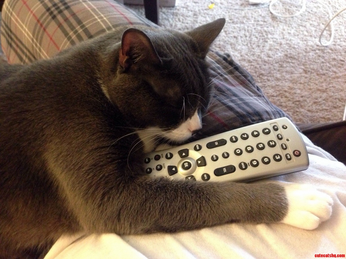 My Cat Has a Tv Problem.