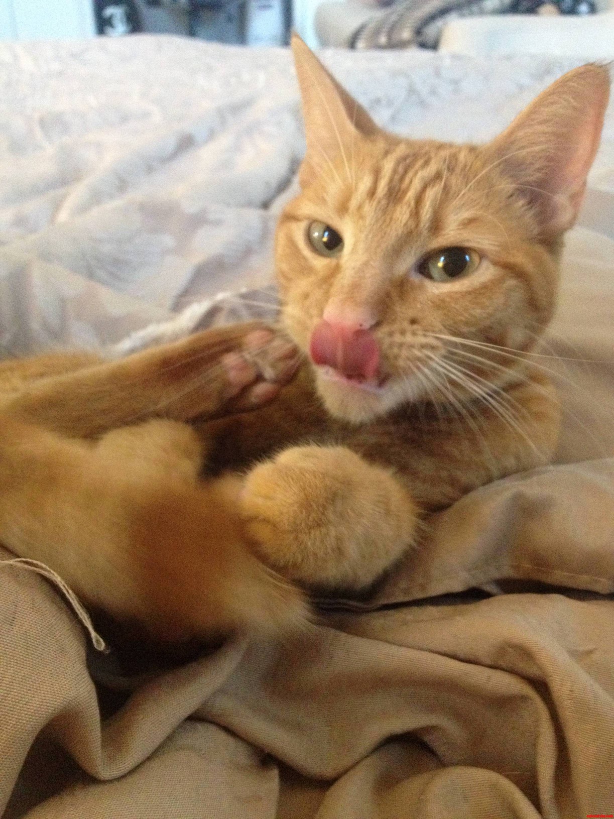 My Cat Has More Talent Than Me
