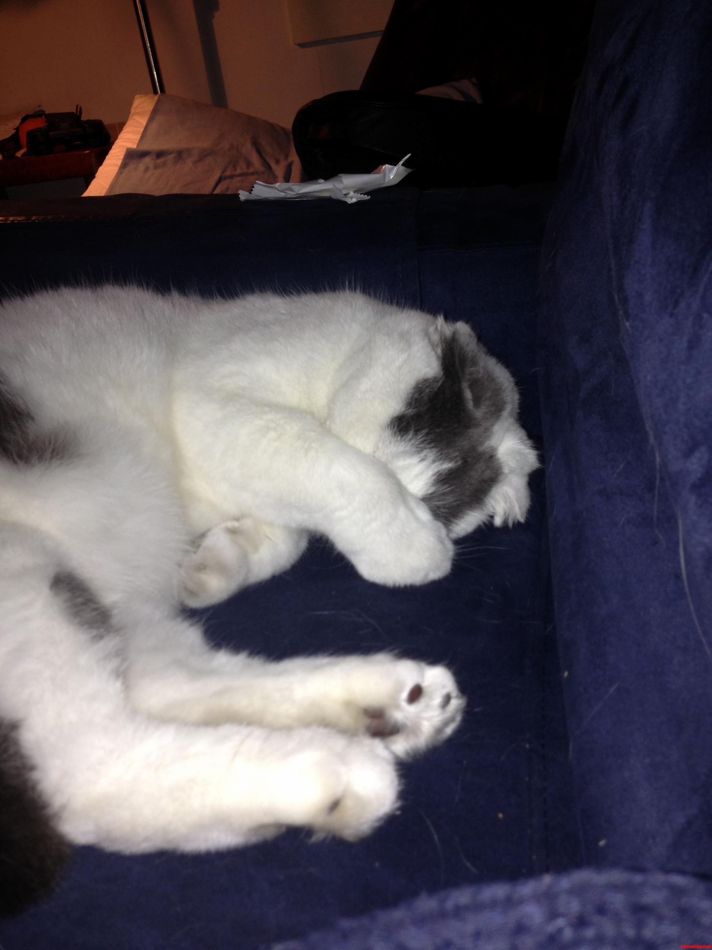 My Cat Is a Bit Shy