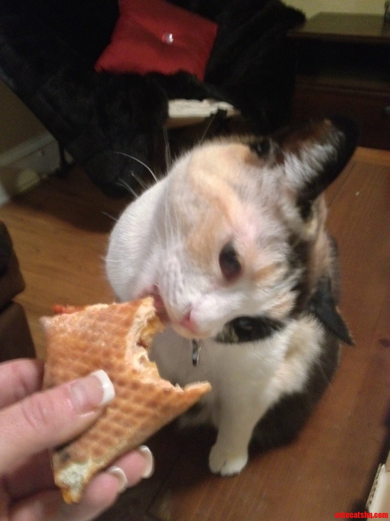 My Cat Is a Fatass