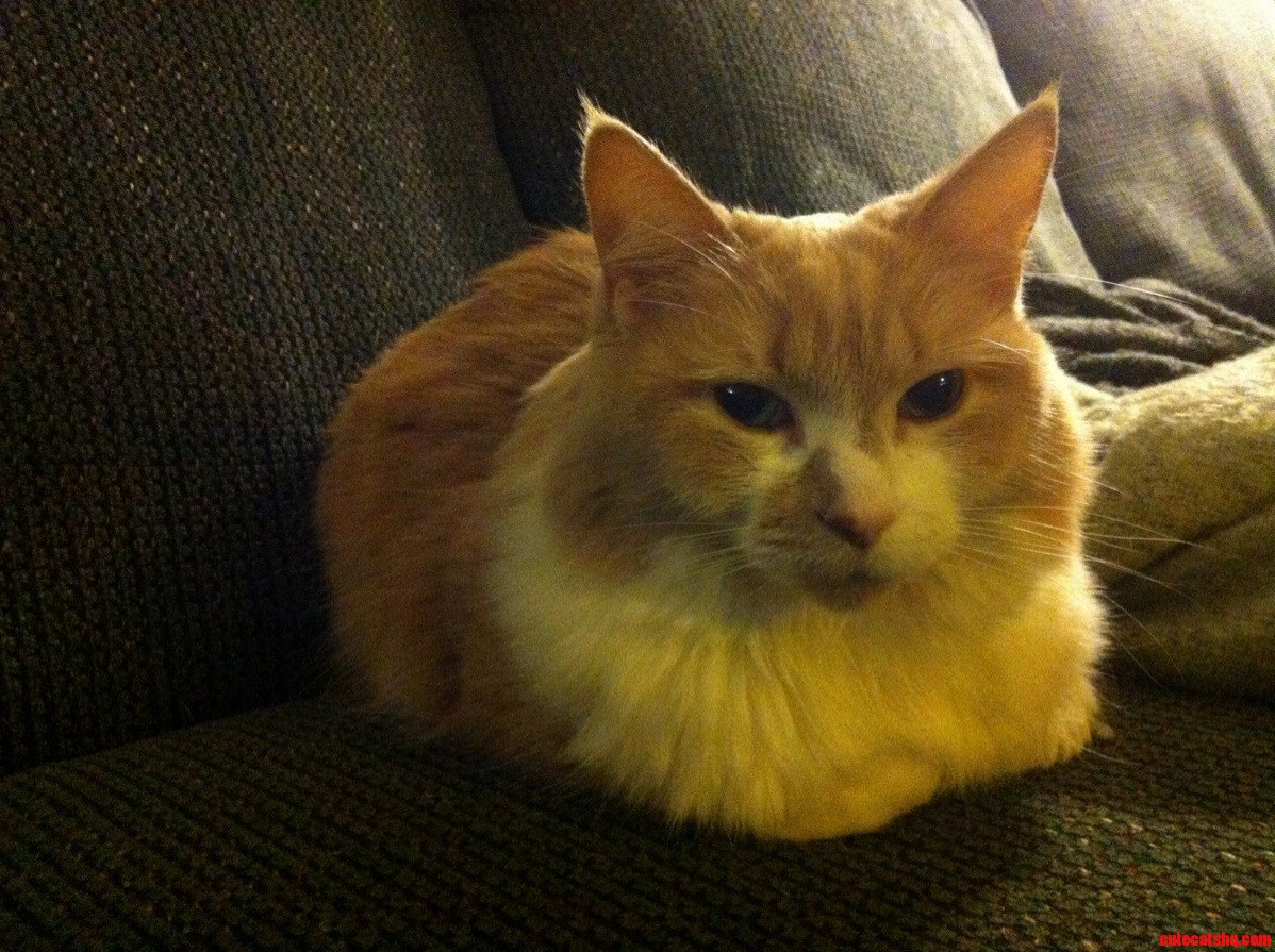My Cat Is a Loaf of Bread.