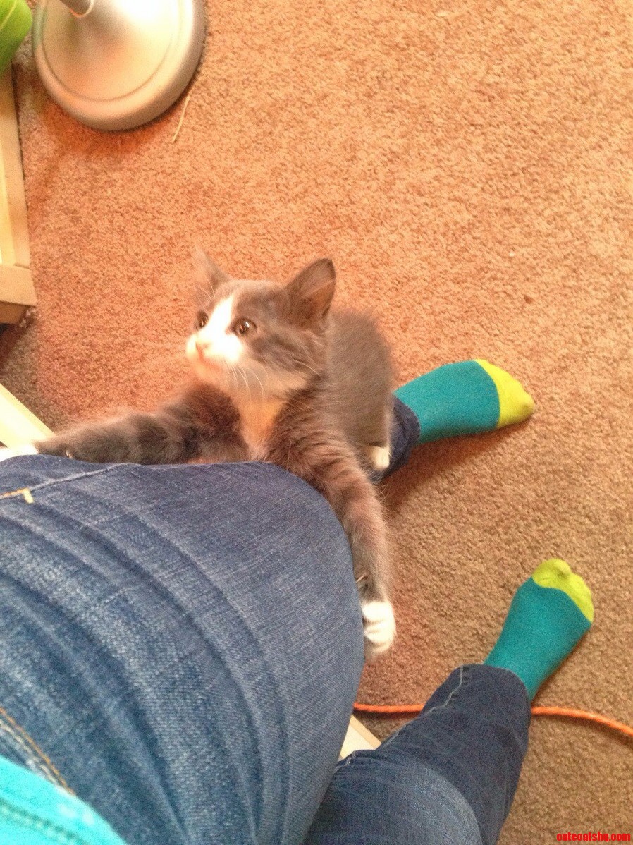 My Cat Is a Weirdo