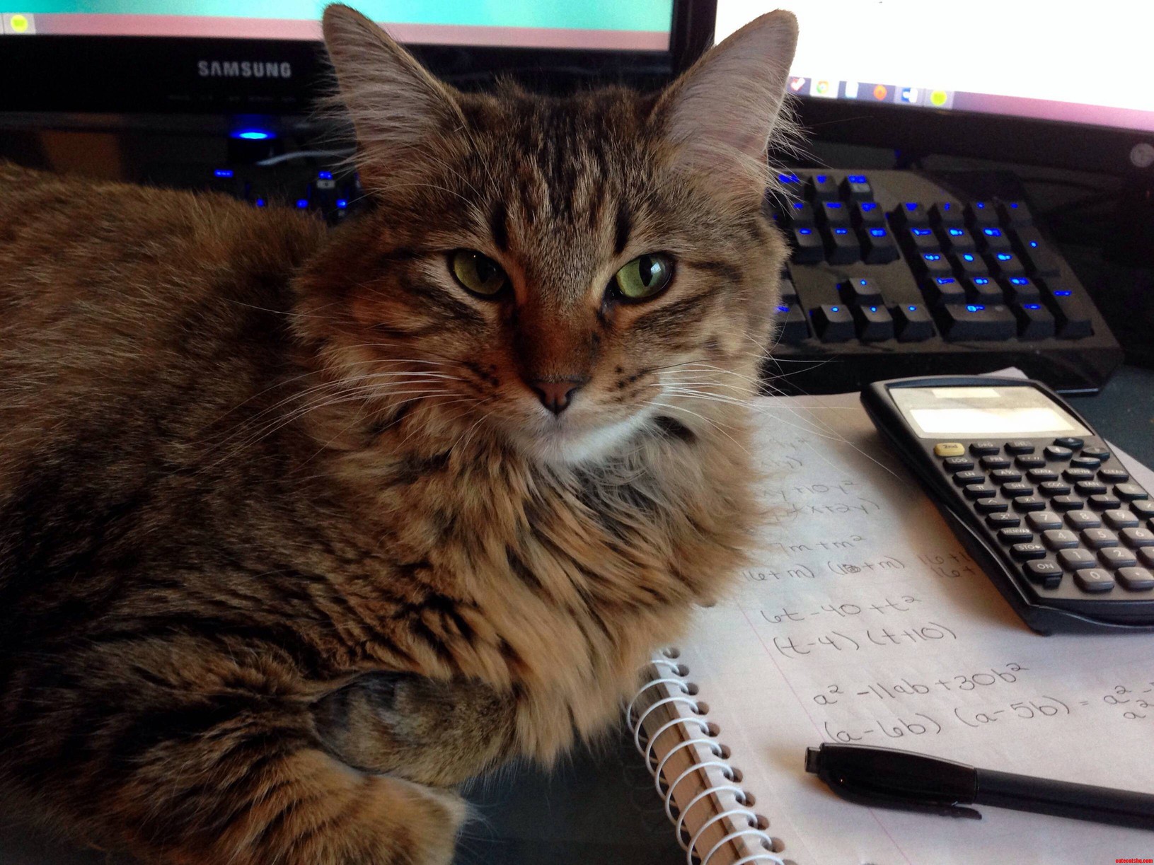 My Cat Is Always Getting in the Way...
