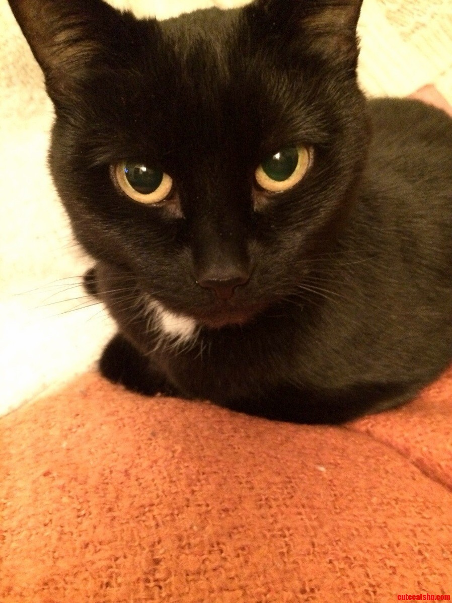My Cat Is Pretty.