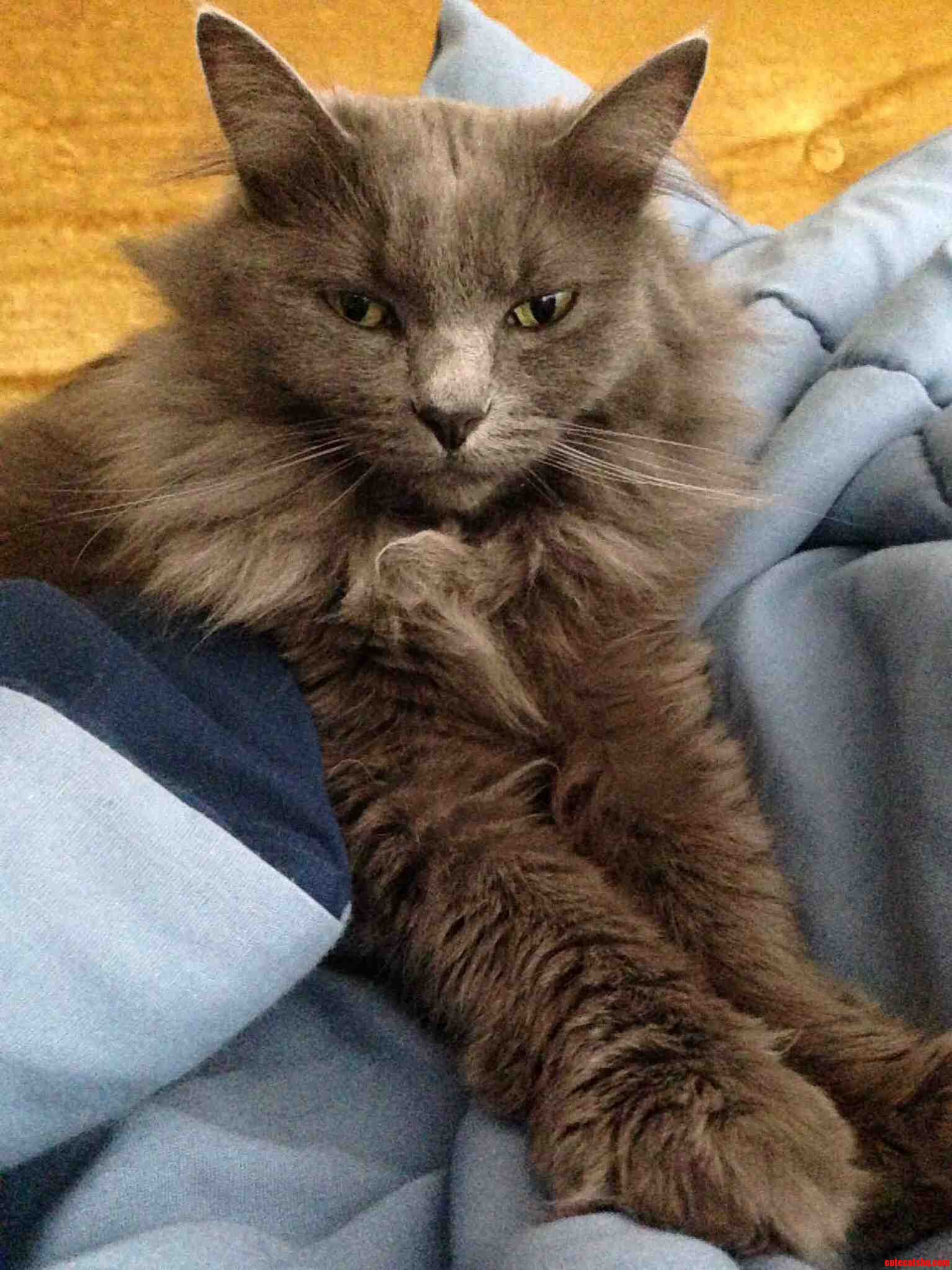 My Cat Is Ridiculously Photogenic.