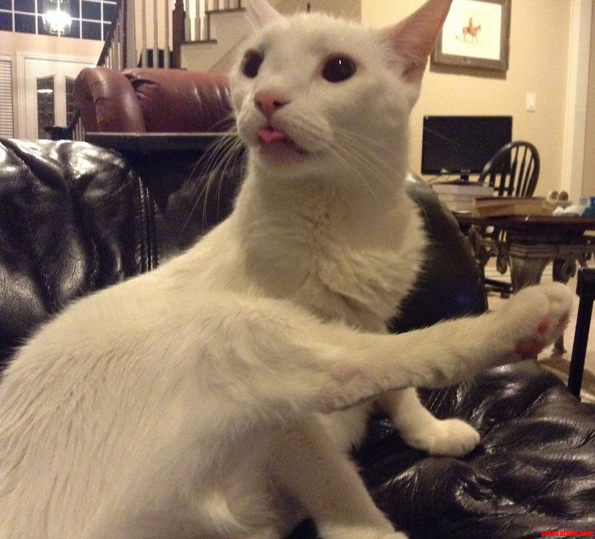 My Cat Is Special...