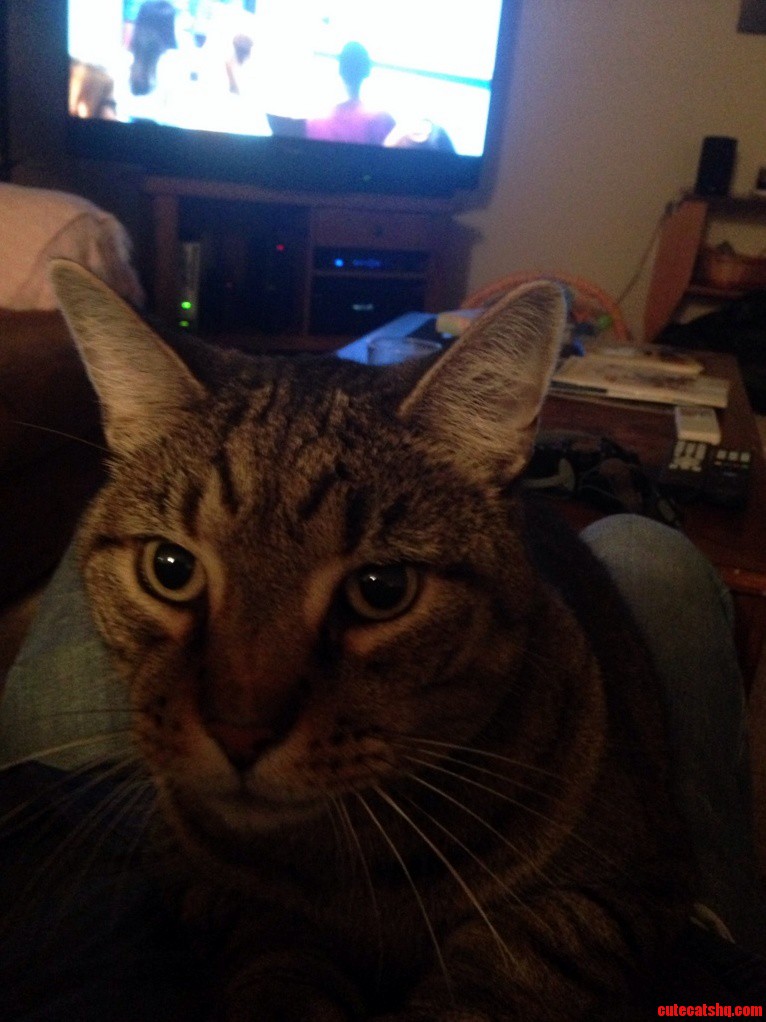 My Cat Jack
