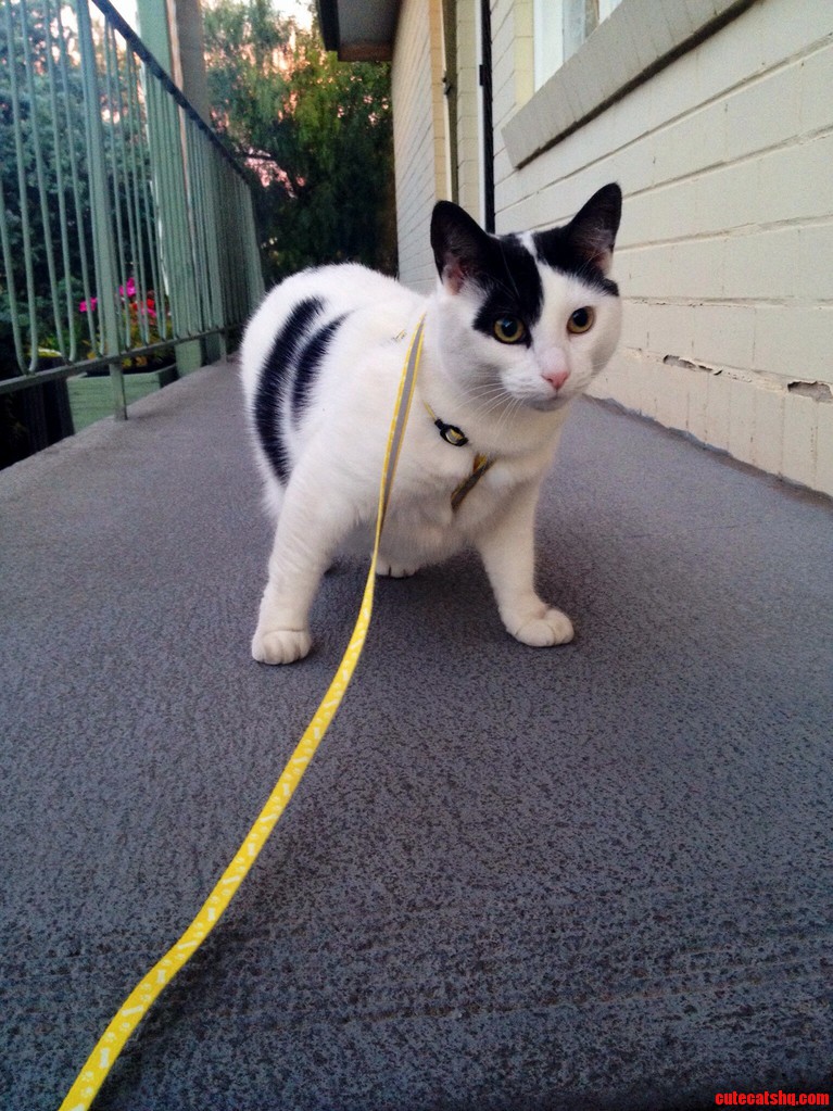 My Cat Likes Going for Walkies.