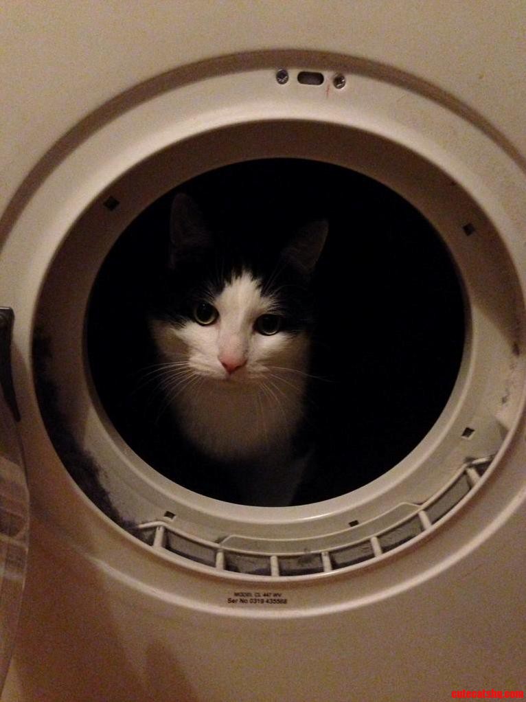 My Cat Likes to Jump in the Dryer Pretend He Is Fuzz Aldrin
