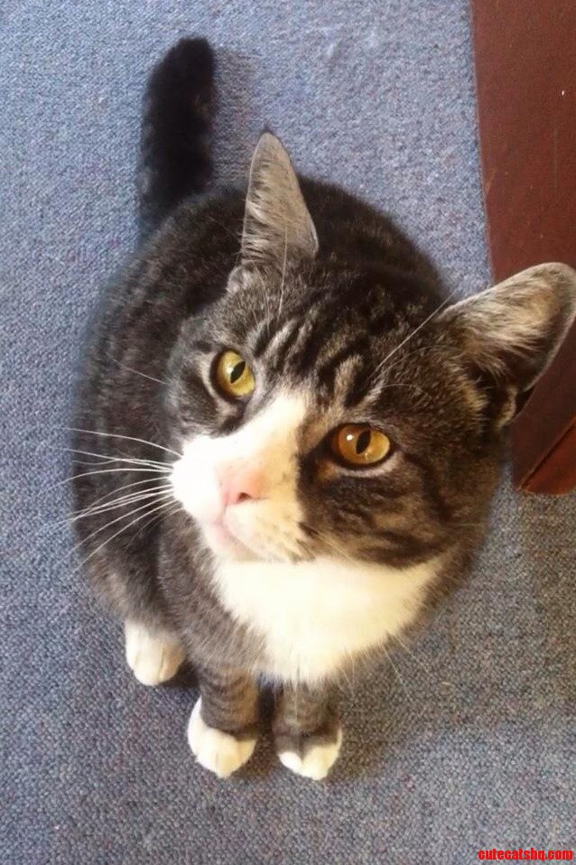 My Cat Little John.