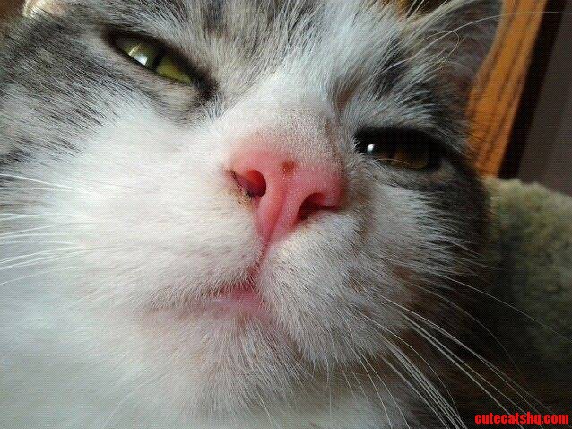 My Cat Looks High.