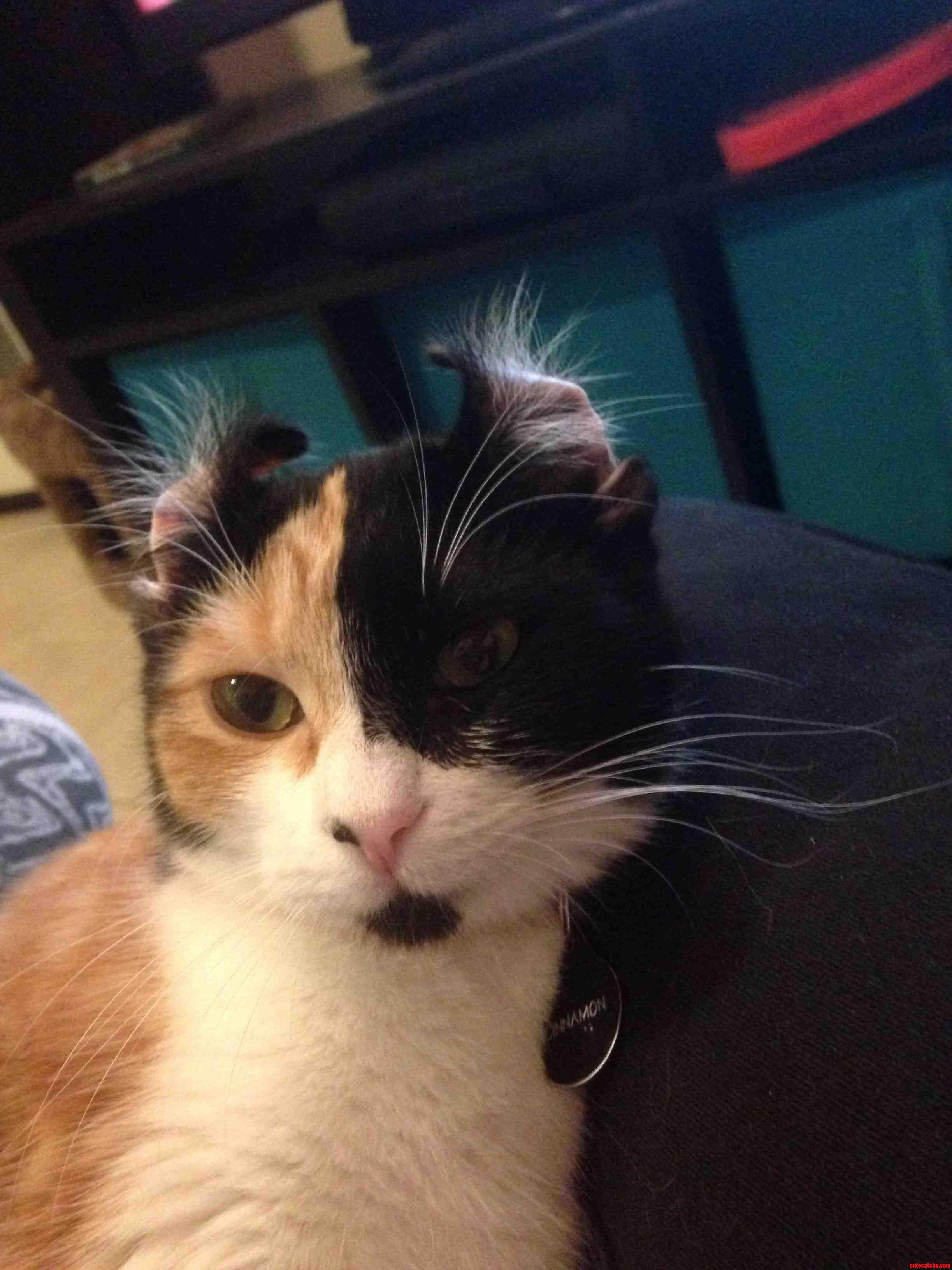 My Cat Looks Like Mugatu