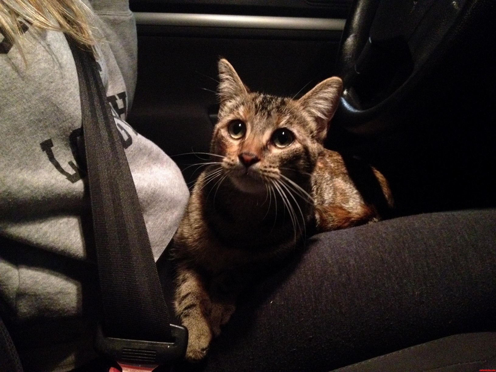 My Cat Loves Car Rides