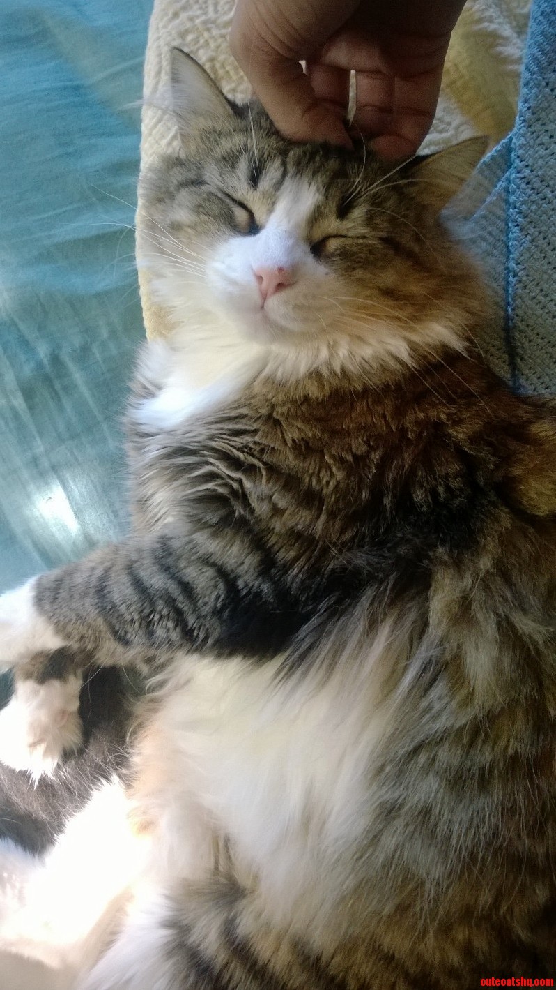 My Cat Loves to Be Loved.