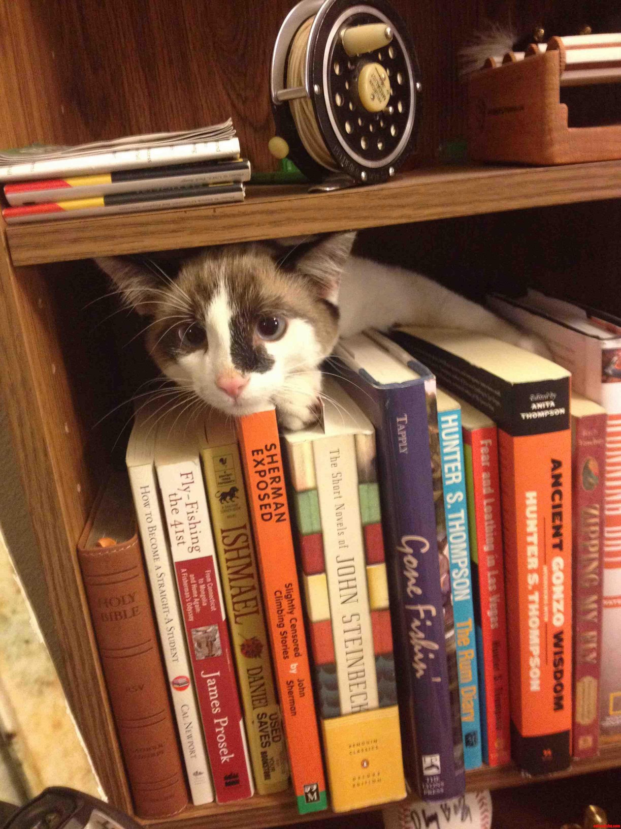 My Cat Oliver the Intellectual.