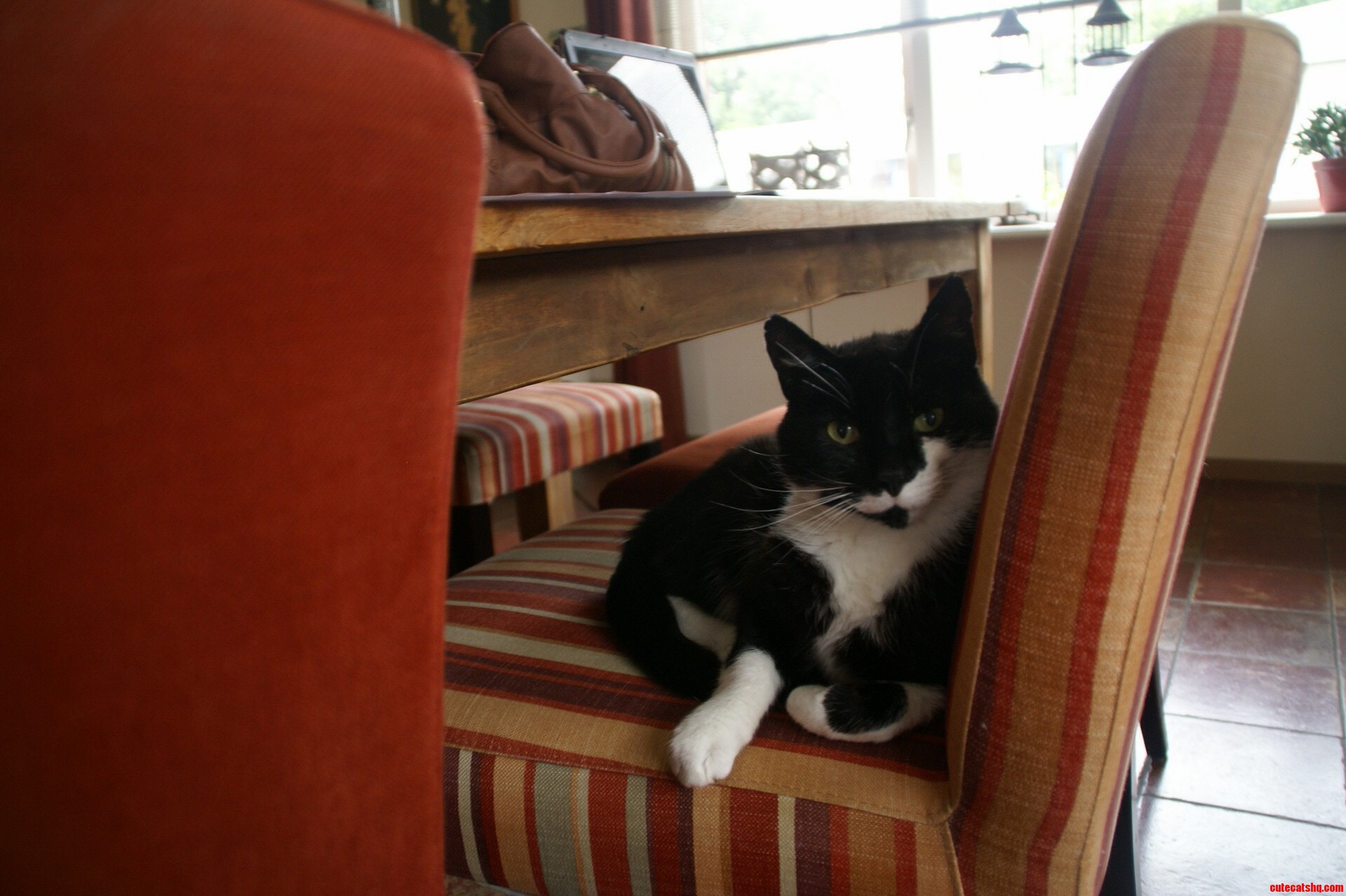 My Cat Olly Likes Getting His Picture Taken