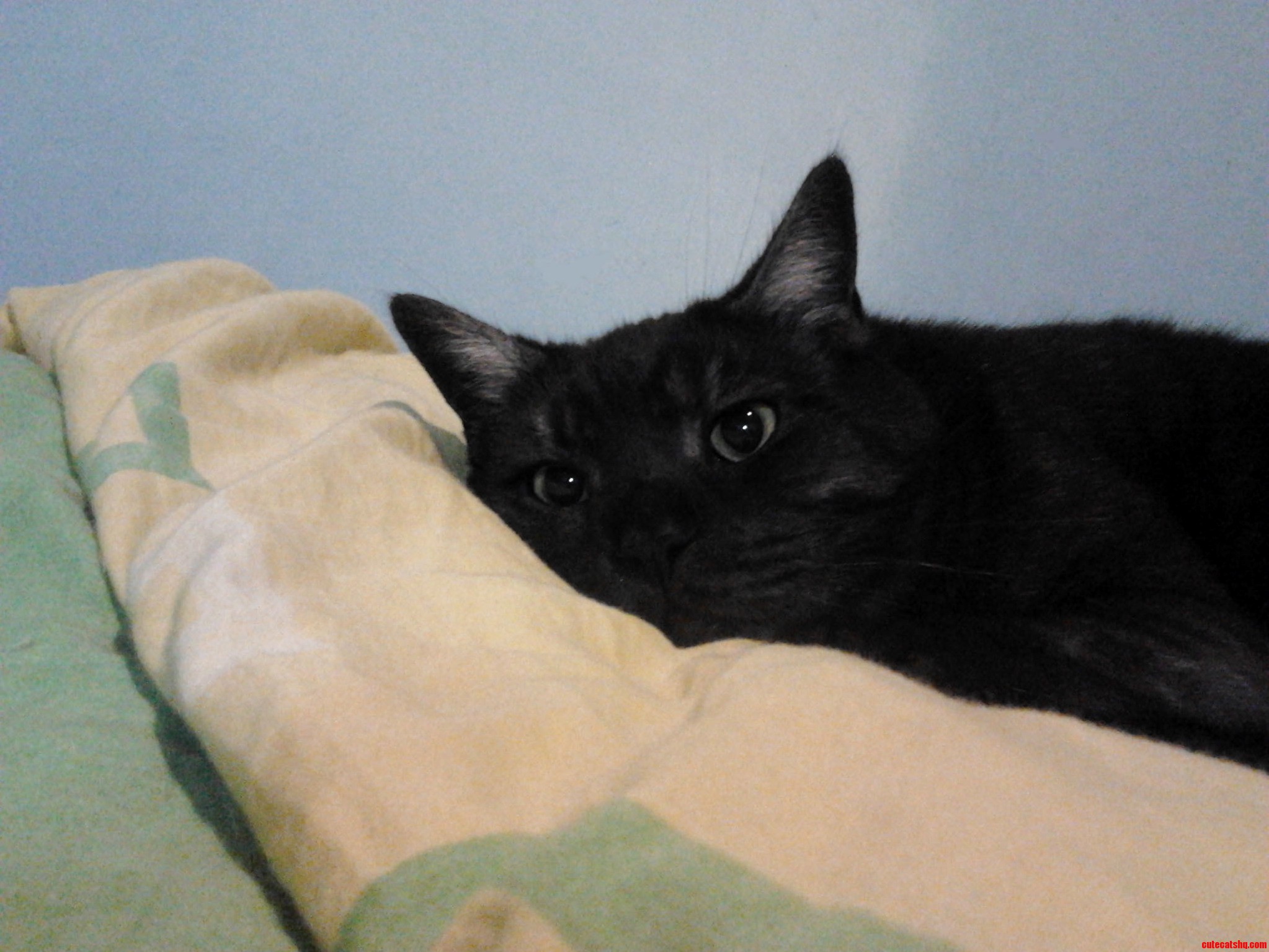 My Cat on the Bed