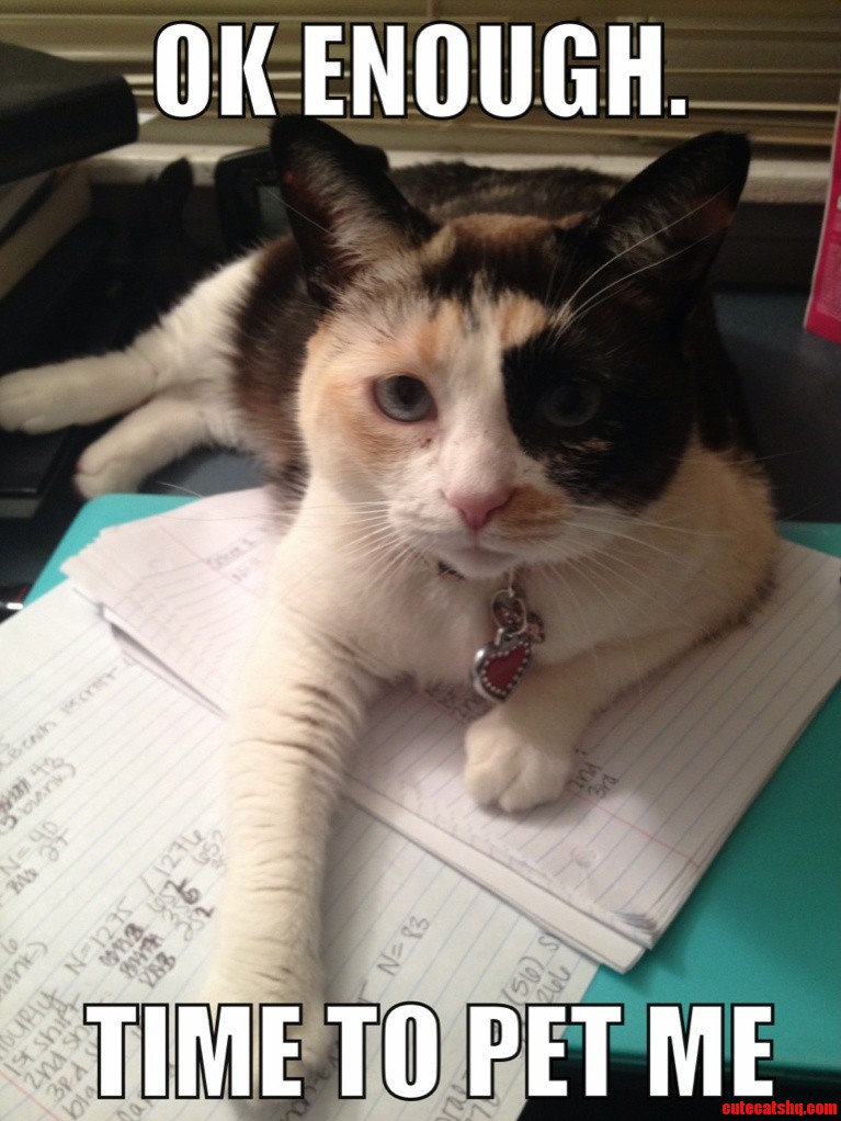 My Cat Only Lets Me Do Homework for Short Periods of Time Before She Decides to Step In.