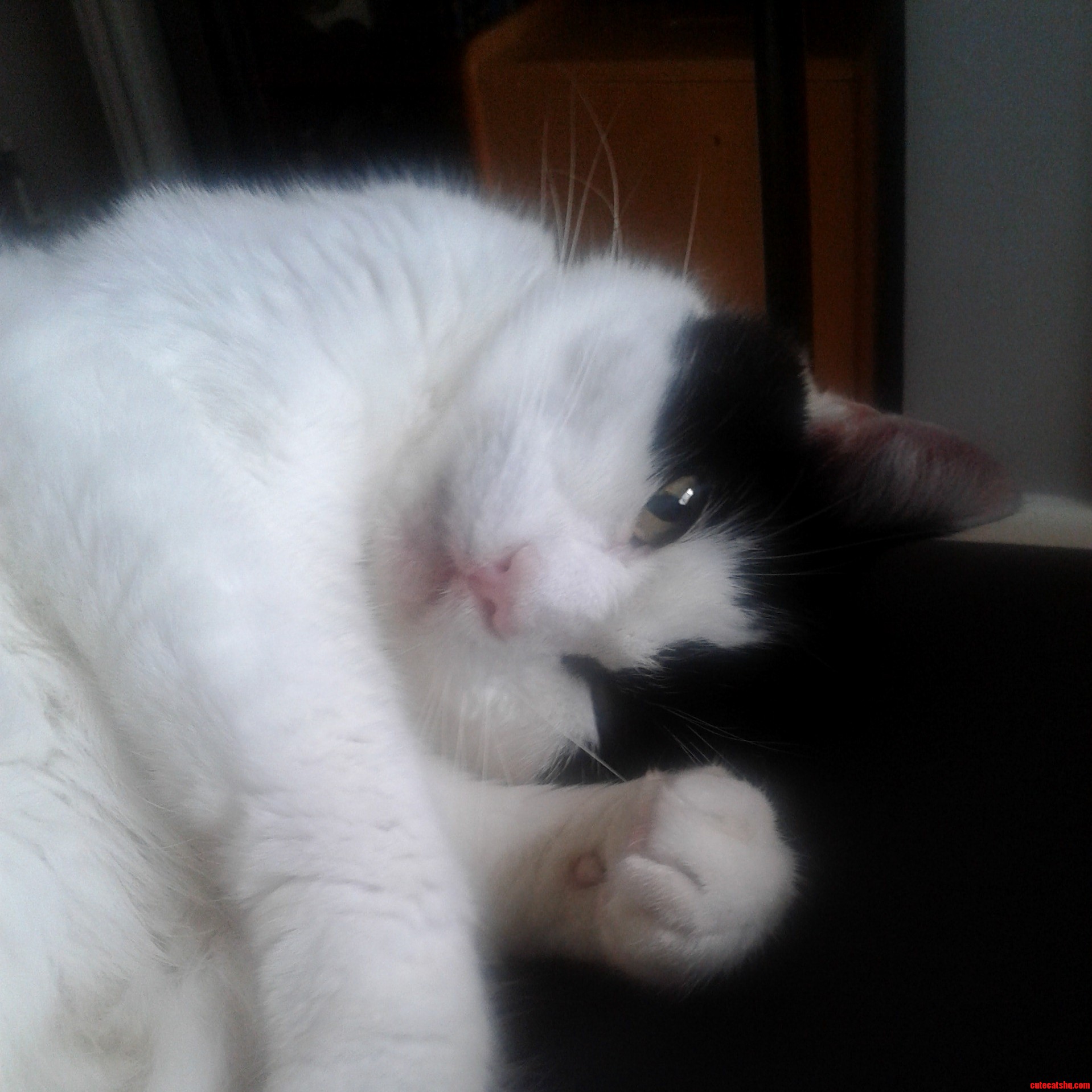 My Cat Ozzy Apparently Being Comfortable