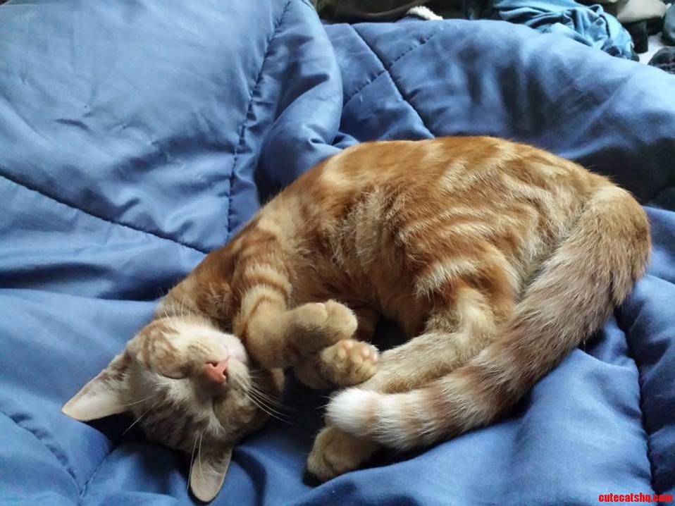 My Cat Plopped Down Next to Me Like This When I Was Taking a Nap