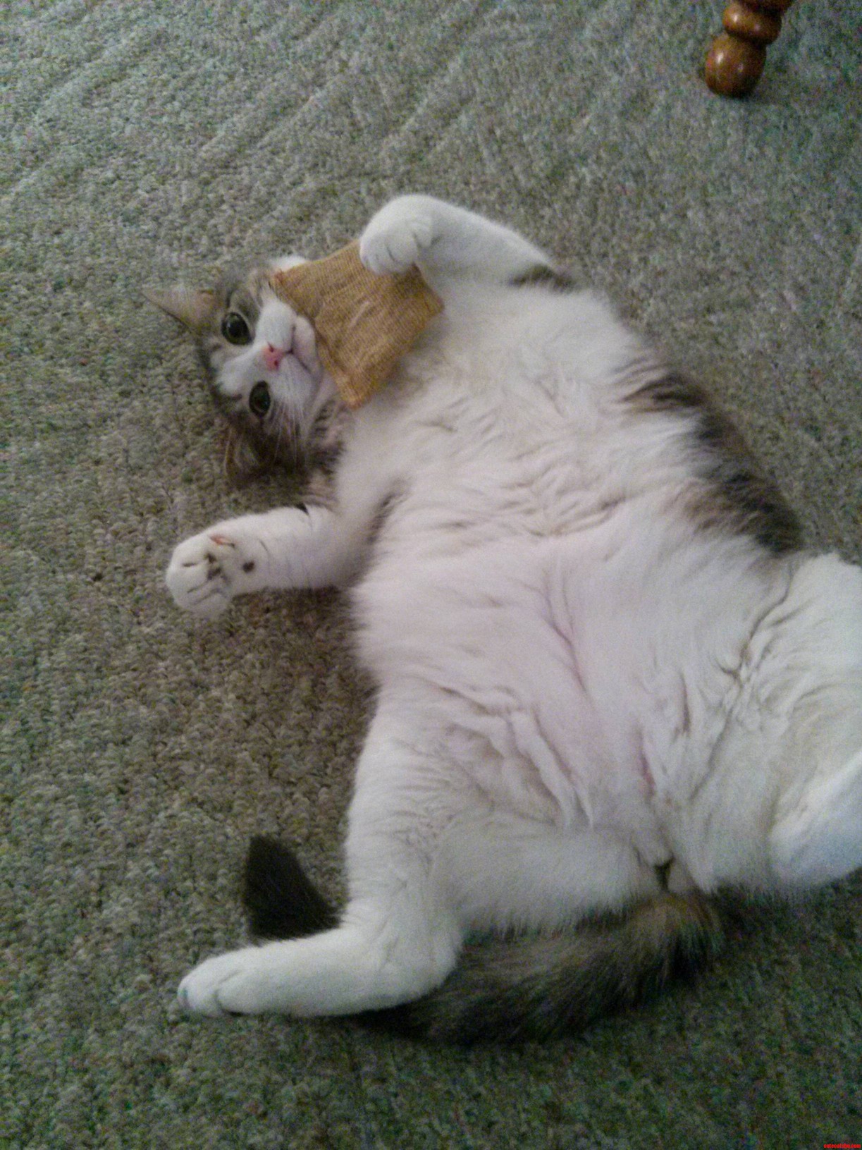 My Cat Really Likes Her Catnip.
