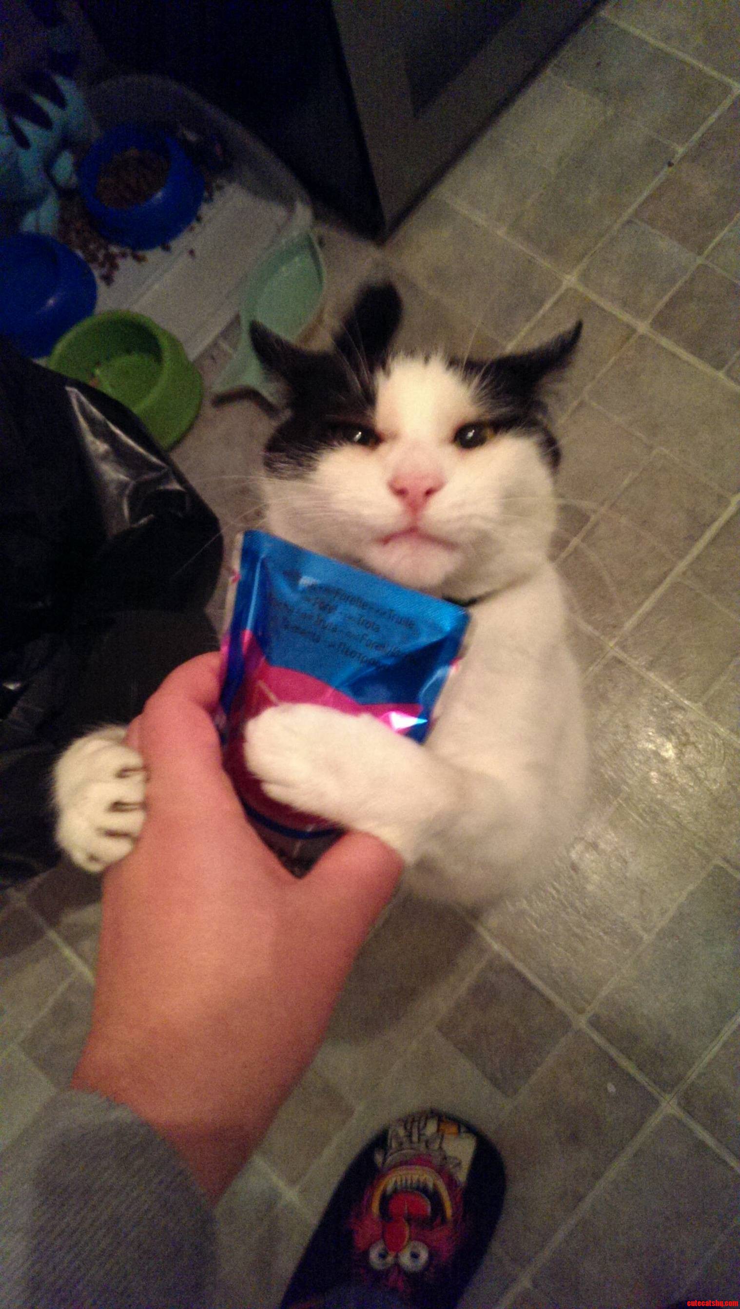 My Cat Really Loves His Food