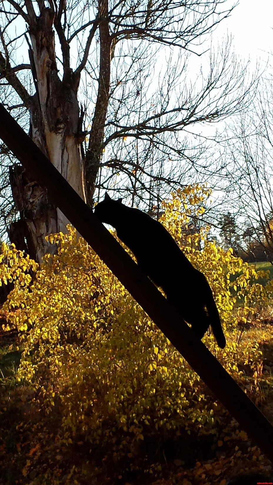 My Cat Recently Learned to Climb Ladders
