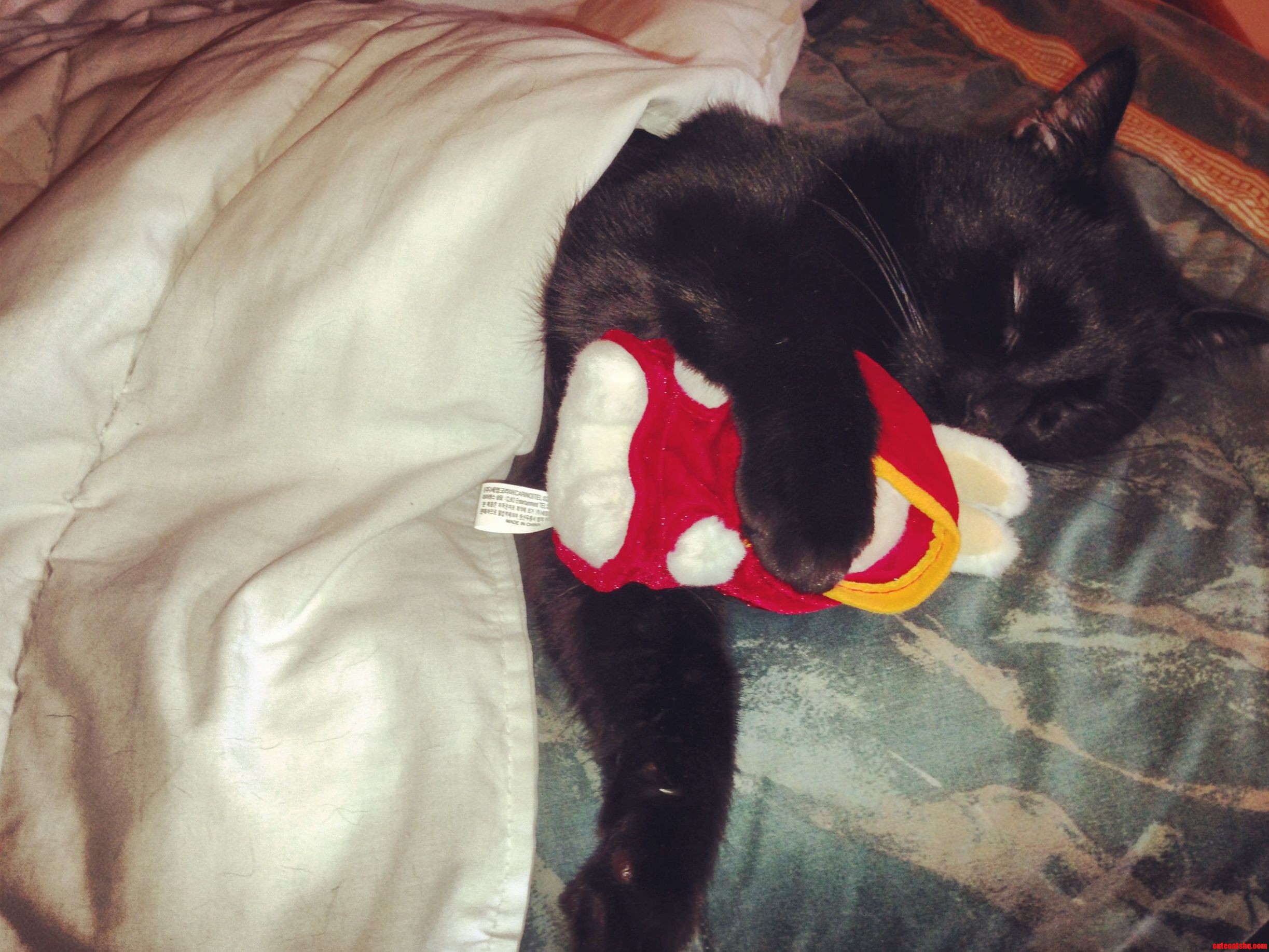 My Cat Salem Sleeps Like a Baby.