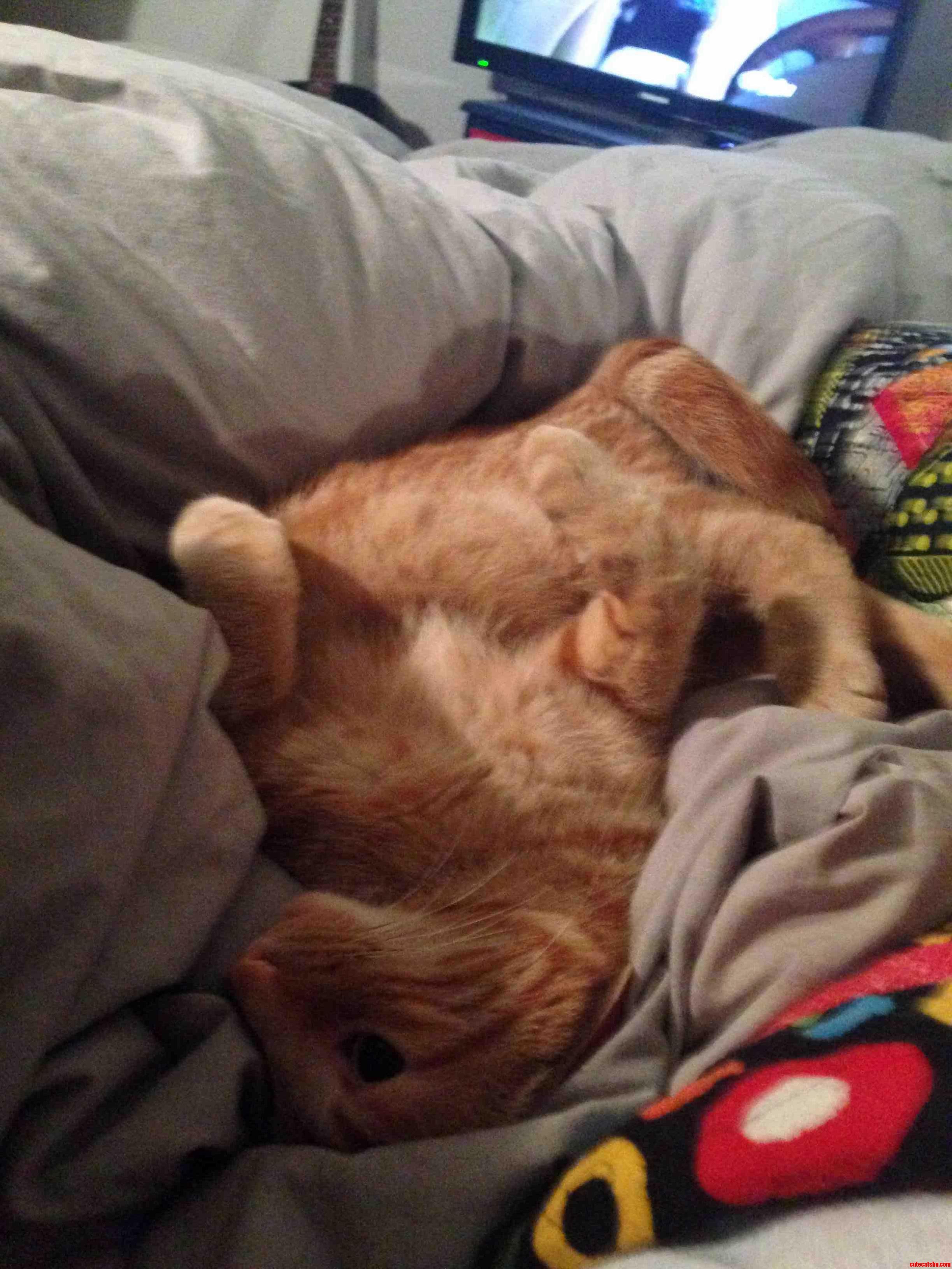 My Cat Showing Me His Yoga