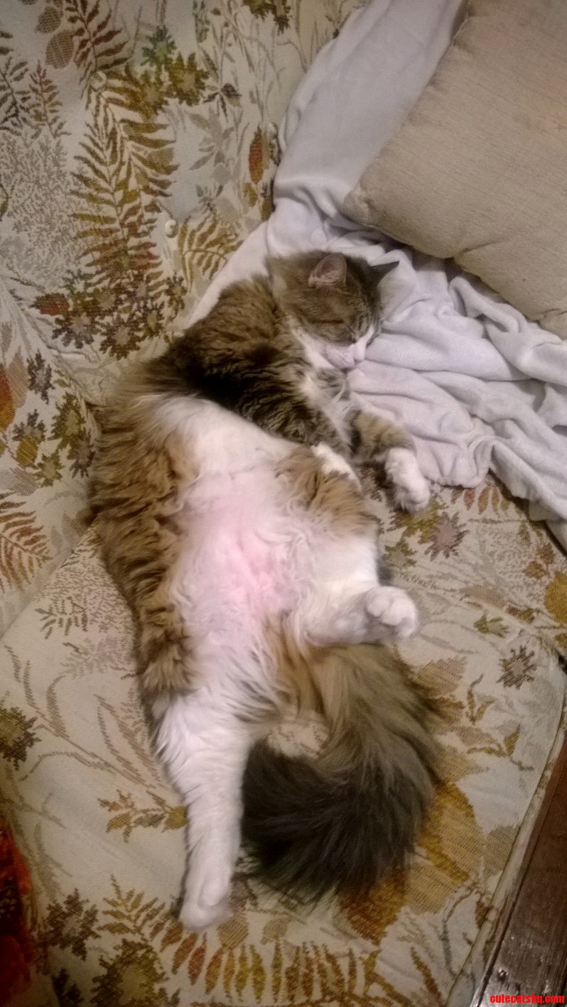 My Cat Sleeps So Weird.