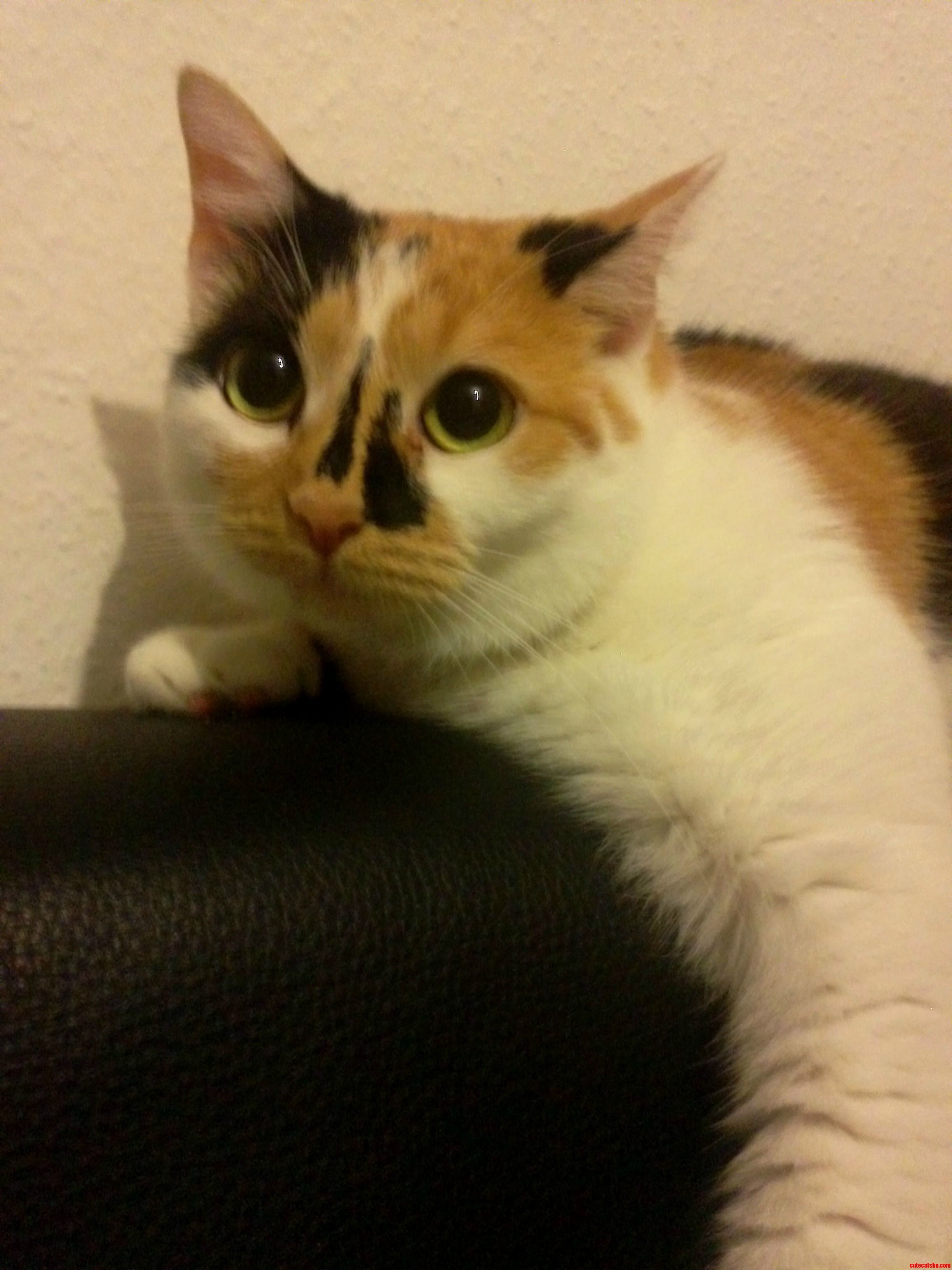 My Cat Taking a Selfie