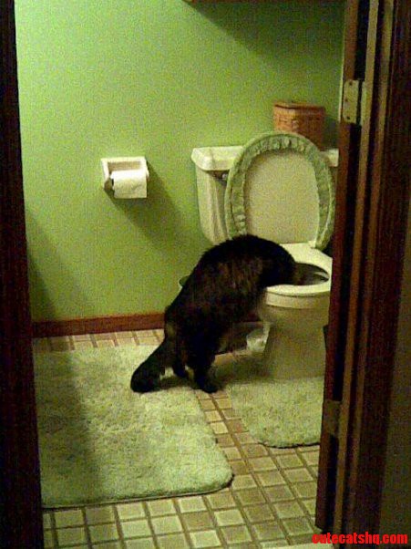 My Cat Thinks Shes a Dog.